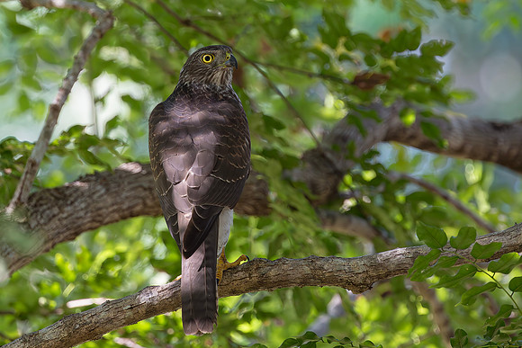Brown Goshawk imm, Australia, NT 2016