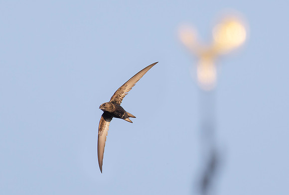 Gierzwaluw, Common Swift, Heeg 2022