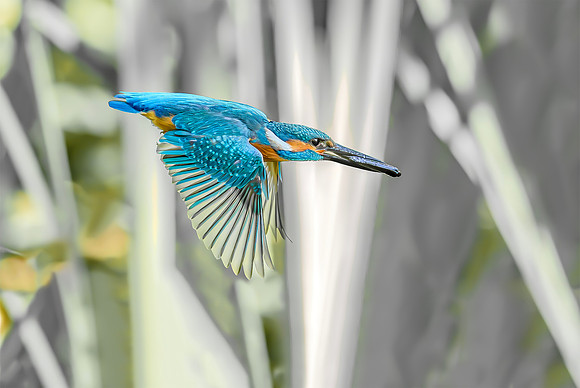 IJsvogel ♂, Common Kingfisher, Kockengen 2020