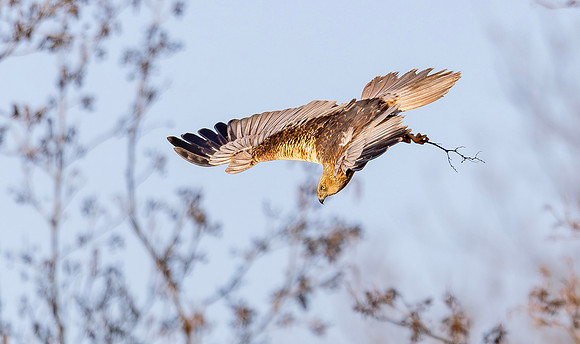 Bruine kiekendief ♂, Eurasian Marsh harrier, Rietlanden Kockengen 2023
