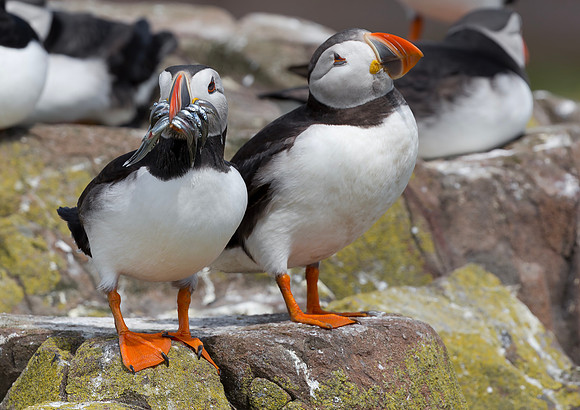Papegaaiduiker, Atlantic Puffin Farne Isles 2019.