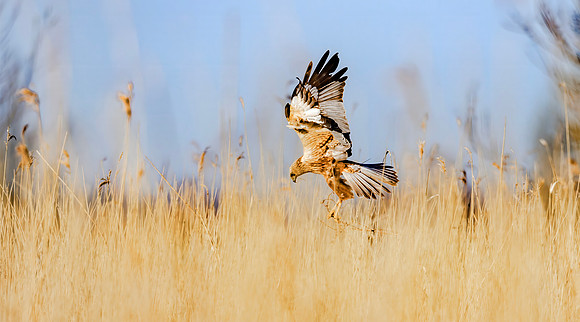 Bruine kiekendief ♂, Eurasian Marsh Harrier, Rietlanden Kockengen 2023