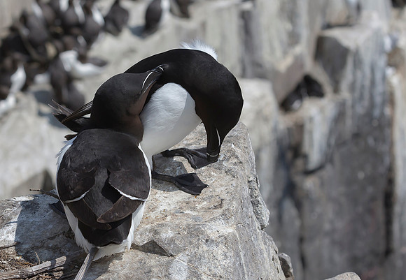 Alk, Razorbill, Farne Isles 2019