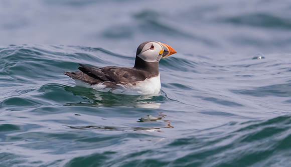 Papegaaiduiker, Atlantic Puffin (view more https://www.jieles.nl/p646724875),