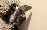 Huiszwaluw, House Martin, Kortrijk 2024