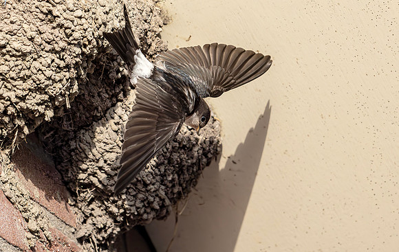 Huiszwaluw, House Martin, Kortrijk 2024