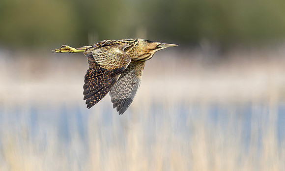 Roerdomp, Eurasian Bittern, Marker Wadden 2024