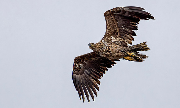 Zeearend juv, Sea Eagle, Marker Wadden 2024