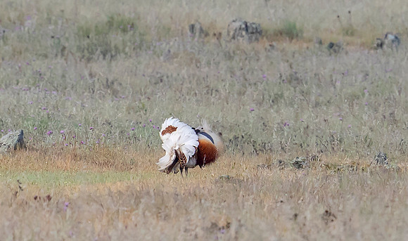 Great Bustard, courstship display, grote trap balts, Campo de Zorita, Extremadura, Spain 2019