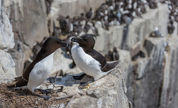 Alk, Razorbill, Farne Isles 2019