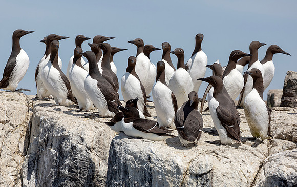 Zeekoet, Common Murre, Alk, Razorbill, Farne Isles 2019