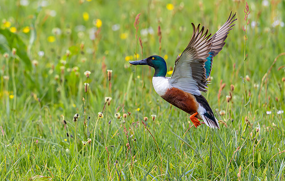 Slobeend ♂, Northern Shoveler, Eempolder 2022