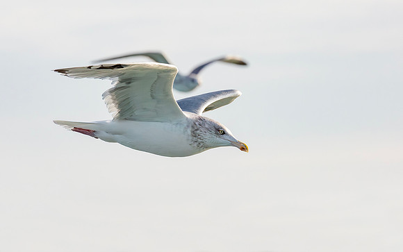 Zilvermeeuw 3e kj, Herring Gull, Neeltje Jans, 2015
