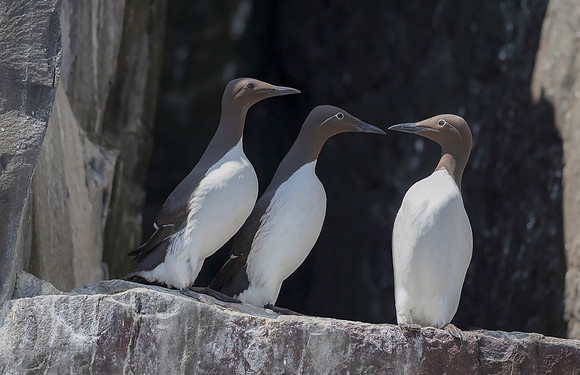 Zeekoet, Common Guillemot/Common Murre, Farne Isles 2019