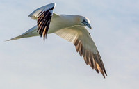Jan-van-Gent ad, Northern Gannet, NorthSea off Neeltje Jans 2015