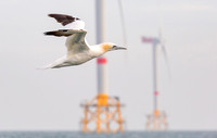 Jan-van-Gent ad, Northern Gannet, NorthSea off Neeltje Jans 2015