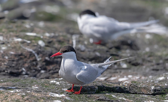 Noordse Stern, Arctic Tern, Farne Isles 2019