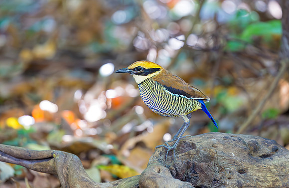 Javan Banded Pitta ♀, Bali Barat NP, Indonesia 2018