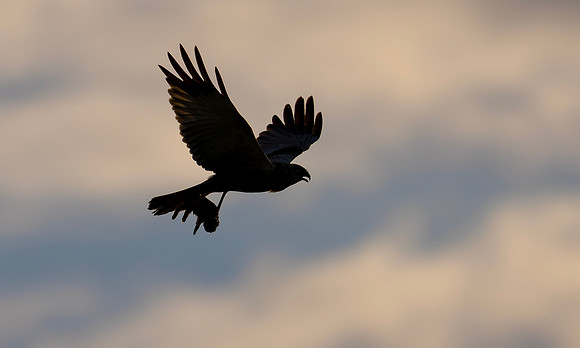 Bruine kiekendief ♂, Marsh harrier, Rietlanden Kockengen 2024