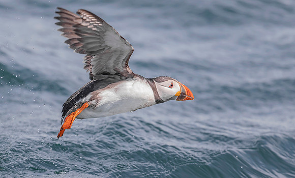 Papegaaiduiker, Atlantic Puffin, Farne Isles 2019