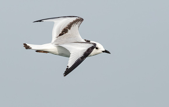 Drieteenmeeuw, 1e winter, Black-legged Kittiwake, North Sea off Neeltje Jans 2015