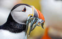 Papegaaiduiker, Atlantic Puffin, Farne Isles 2019