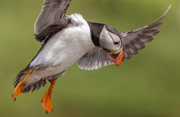 Papegaaiduiker, Atlantic Puffin, Inner Farne, Farne Isles 2019