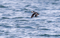 Papegaaiduiker, Atlantic Puffin, Farne Isles 2019