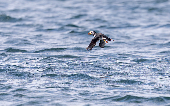 Papegaaiduiker, Atlantic Puffin, Farne Isles 2019