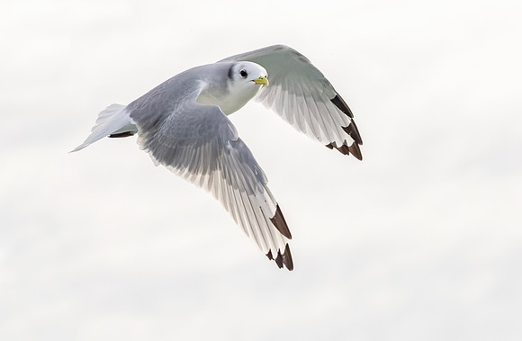 Drieteenmeeuw winter, Black-legged Kittiwake,  North Sea off Neeltje Jans 2015