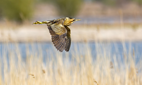 Roerdomp, Eurasian Bittern, Marker Wadden 2024