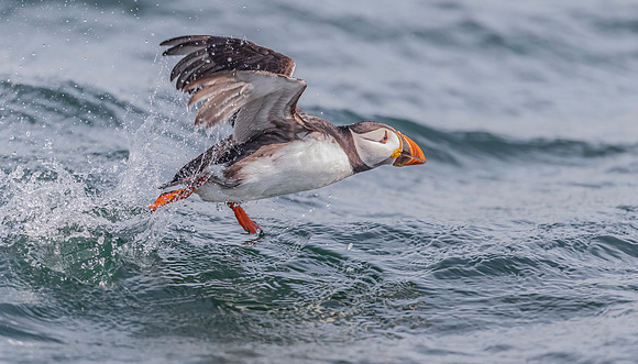 Papegaaiduiker, Atlantic Puffin, Farne Isles 2019