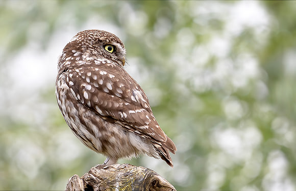 Steenuil ♂, Little Owl, Groene Hart 2024