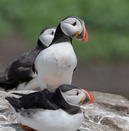Papegaaiduiker, Atlantic Puffin, Farne Isles 2019