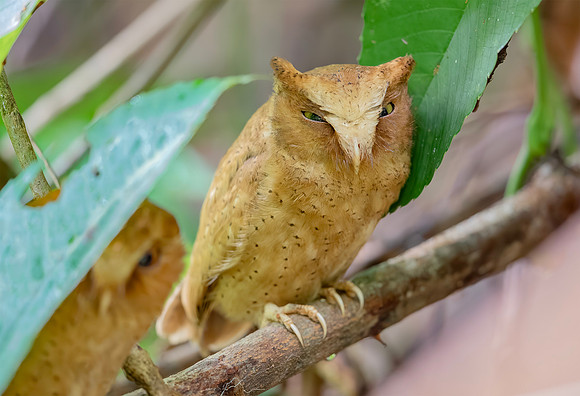 Serendib Scops Owl  ♂, ♀, Sinharaja, Sri Lanka 2019