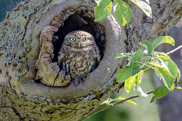 Steenuil, Little Owl, Groene Hart 12-05-2025