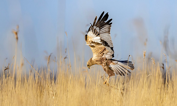 Bruine kiekendief ♂, Marsh harrier, Rietlanden Kockengen 2023