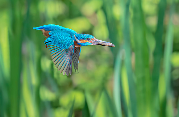 IJsvogel ♂, Common Kingfisher, Kockengen 2020