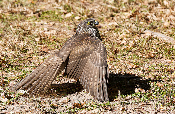 Brown Goshawk imm, Australia, NT 2016