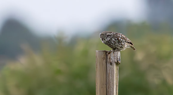 Steenuil, Little Owl, Groene Hart 2024