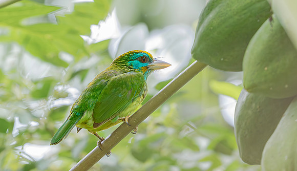 Yellow-fronted Barbet. Sri Lanka 2019