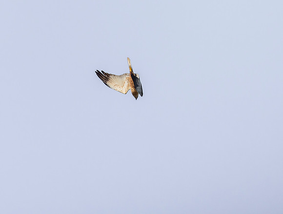 Bruine kiekendief ♂, Marsh harrier, Rietlanden Kockengen 2023