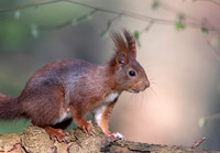Eekhoorn ♀, Eurasian Red Squirrel, Wageningen 2019