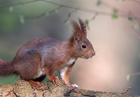 Eekhoorn ♀, Eurasian Red Squirrel, Wageningen 2019