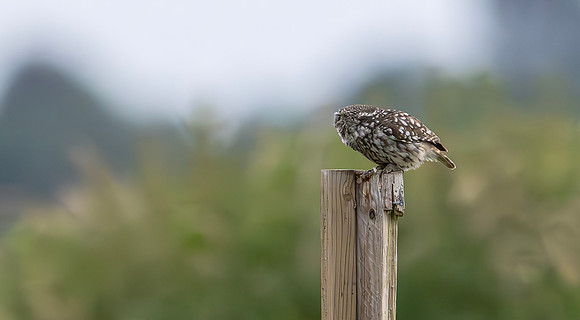 Steenuil, Little Owl, Groene Hart, Nederland 2024