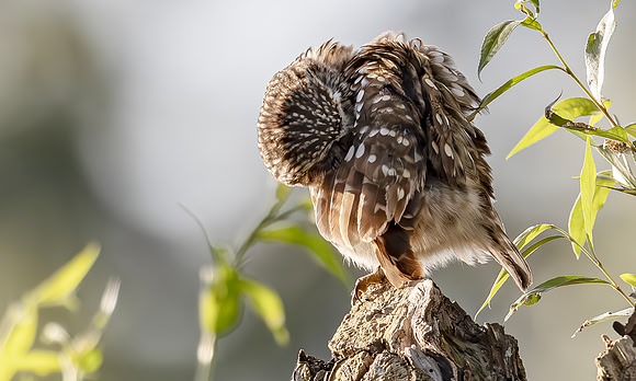 Steenuil ♂, Little Owl, Groene Hart 2024