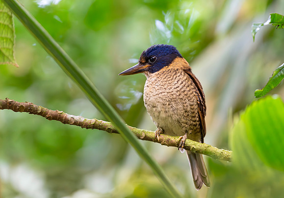 Scaly-breasted Kingfisher, Sulawesi 2018