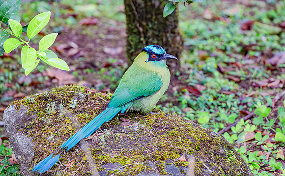 Highland Motmot, Perù 2015