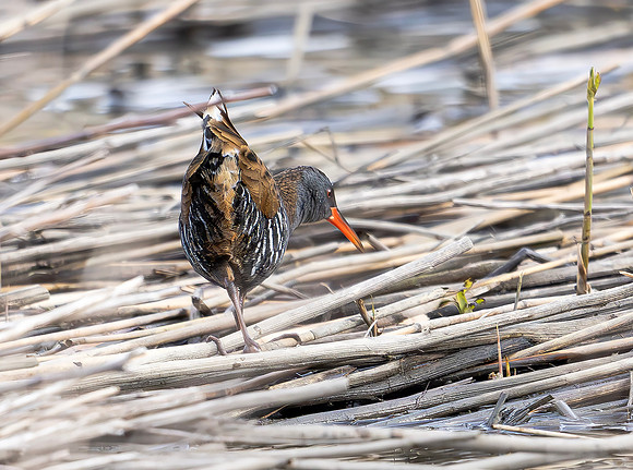 Waterral, Water Rail, Marker Wadden 2024