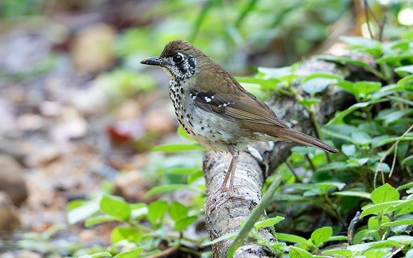 Spot-winged Thrush, Sri Lanka 2019